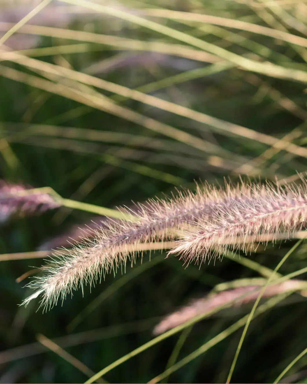 Close-up of fuzzy purple and beige grass seed heads with long green blades in soft sunlight.