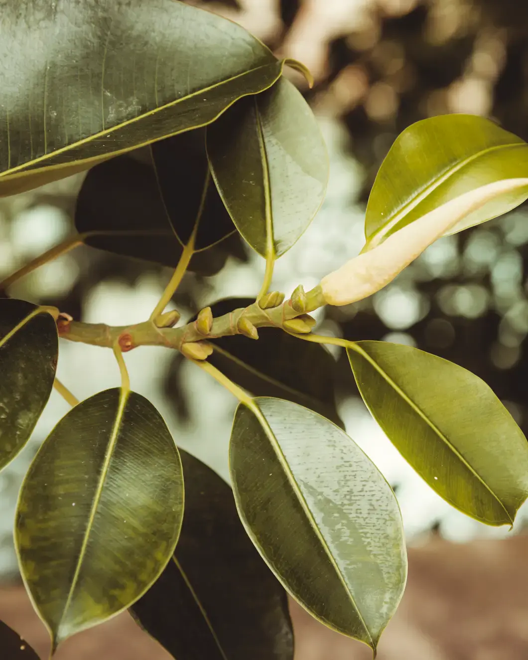 Close-up of a plant with large, glossy green leaves and a pale yellow, elongated bud. The soft, out-of-focus background creates a calm, natural setting.