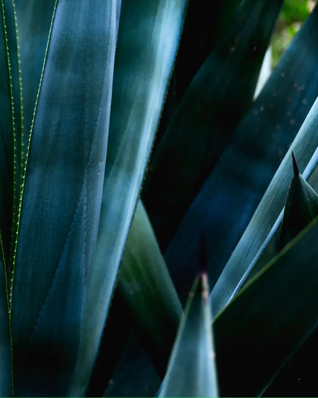 Close-up of blue-green agave leaves with sharp tips and textured surfaces in low light.